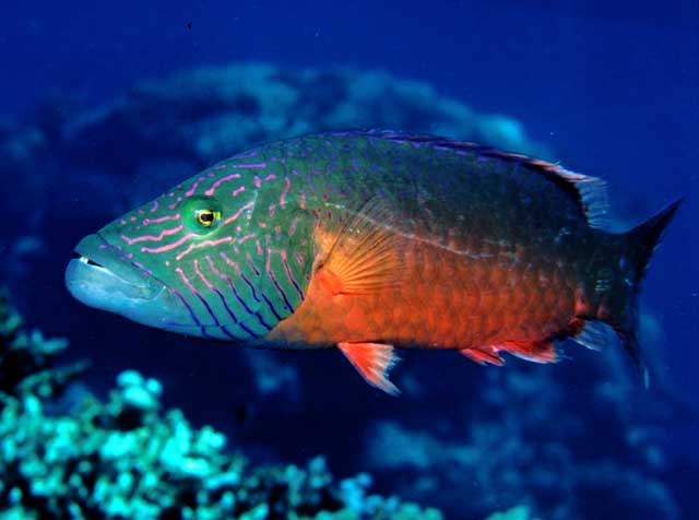 (Oxycheilinus) Род ОКСИХЕЙЛИНЫ 10 видов